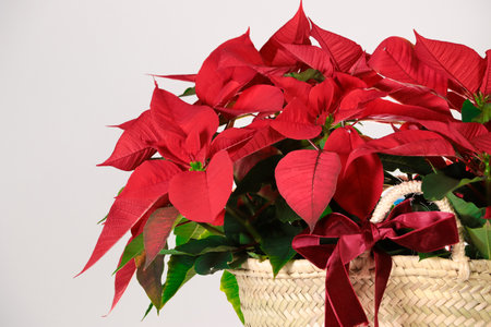 Christmas star Poinsettia in a basket on a white backgroundの写真素材