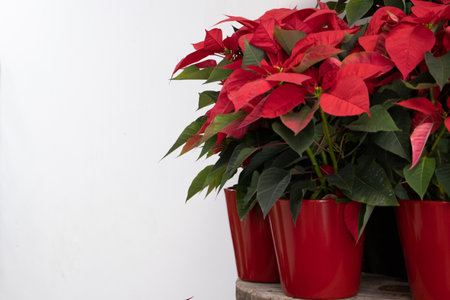 Christmas flower poinsettia in red pot on white background.の写真素材