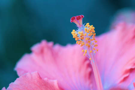 Flower in detailの写真素材