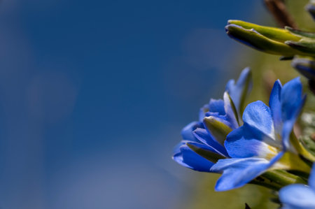 Flower in detailの写真素材