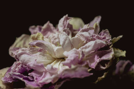 Withered flower taken in macroの写真素材