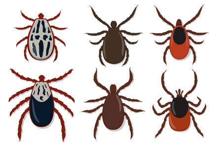 Mite vector, set Mite, Insect Mite. A selection of ticks. Insect mites. Taiga tick, Pavlovsky tick, Meadow tick.のイラスト素材