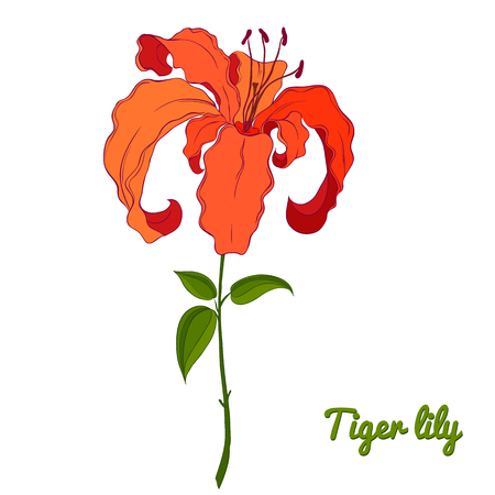 Beautiful hand drawn tiger lily. Vivid orange.のイラスト素材
