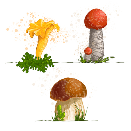 A vector illustration of edible mushrooms. Set.のイラスト素材