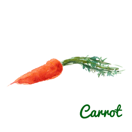 Vector illustration of watercolor carrotのイラスト素材