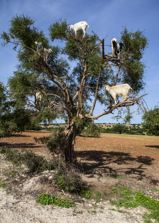 Goats climbing Argon tree to eatの写真素材