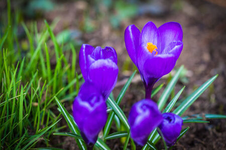 Crocusの写真素材