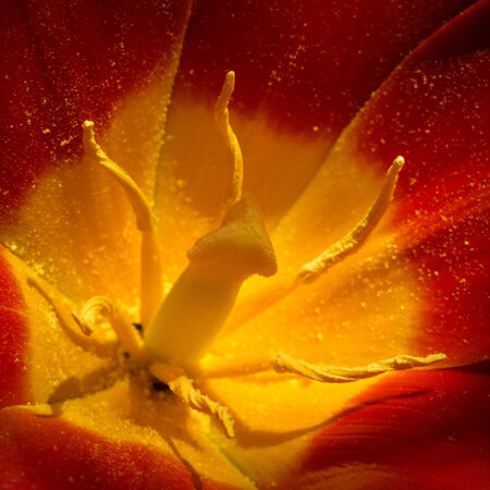 Tulip Blossom Macroの写真素材