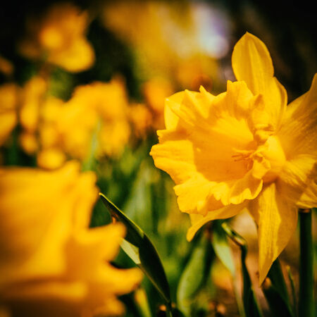 Field of daffodilsの写真素材