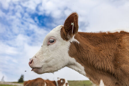 A cow on the green grass of a meadow in the Tirolean alps.の写真素材