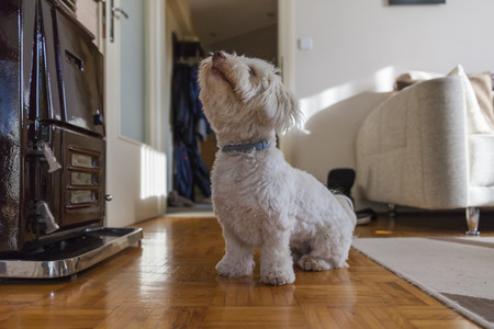 A havaneser dog playing with a ball in the living room の写真素材