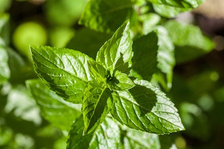 A mint plant growing in the garden.の写真素材