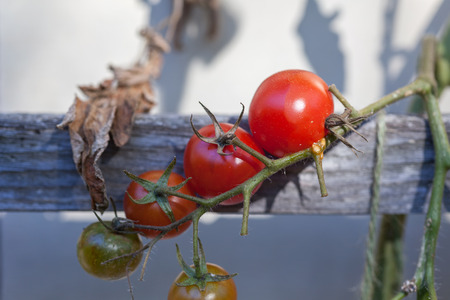 Red tomatoes hanging on the vine in the evening sun.の写真素材