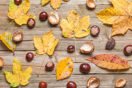 Chestnuts on a brown wooden table with some leaves.の写真素材