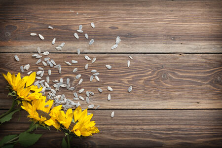 Sunflowers and seed on a wooden table.の写真素材
