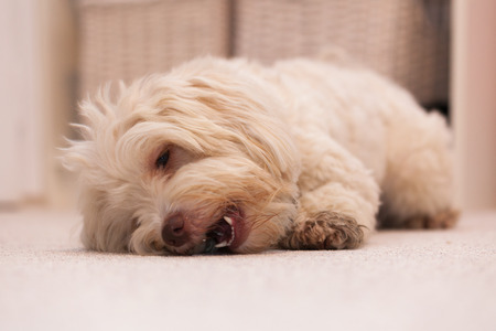 White havanese dog lying on the floor chewing a white boneの写真素材