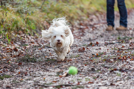 Havanese dog playing with ball in a forrestの写真素材