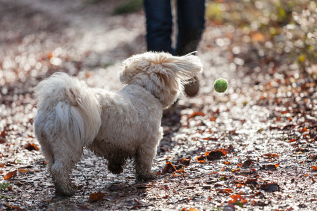 Havanese dog playing with ball in a forrestの写真素材
