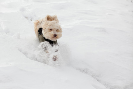 A white havanes and a black crossbreed dog are playing in the snow in wintertime.の写真素材