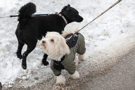 A white havanes and a black crossbreed dog are playing in the snow in wintertime.