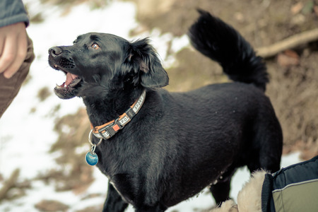 A white havanes and a black crossbreed dog are playing in the snow in wintertime.
