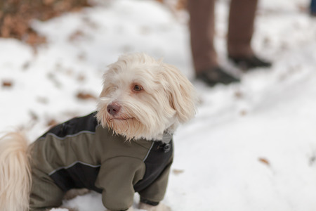 A white havanes and a black crossbreed dog are playing in the snow in wintertime.の写真素材