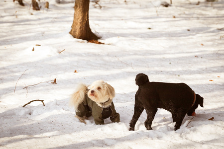 A white havanes and a black crossbreed dog are playing in the snow in wintertime.