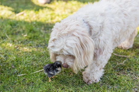 Havaneser Hund hÃ¼tet und beschÃ¼tzt frisch geschlÃ¼pfte KÃ¼ken.の写真素材
