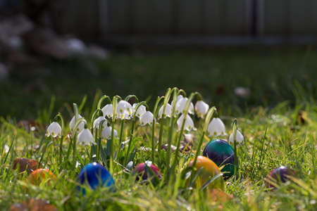 Colored easter eggs lying in the grass between flowers.の写真素材