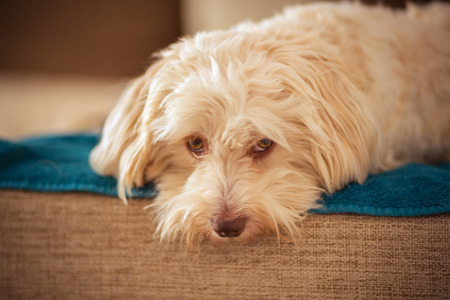 Havanese dog resting on the couchの写真素材