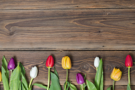 Colorful tulips lying on a wooden backgroundの写真素材
