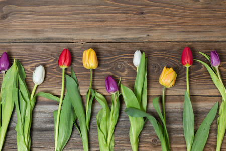 Colorful tulips lying on a wooden backgroundの写真素材