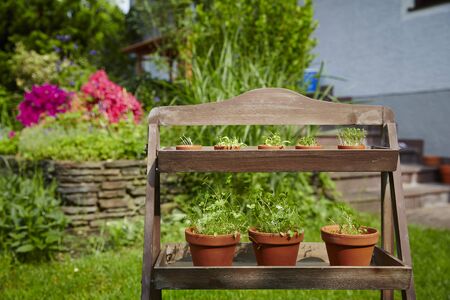 Fresh herbage in pots grown in the gardenの写真素材