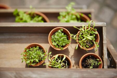 Fresh herbage in pots grown in the gardenの写真素材