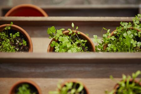 Fresh herbage in pots grown in the gardenの写真素材