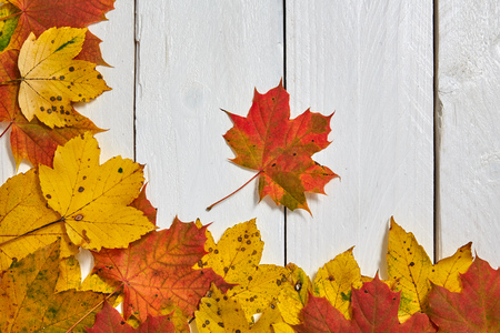 Colorful autumn leaves on a wooden boardの写真素材
