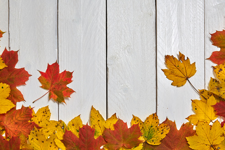 Colorful autumn leaves on a wooden boardの写真素材
