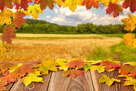Colorful autumn leaves on a wooden boardの写真素材