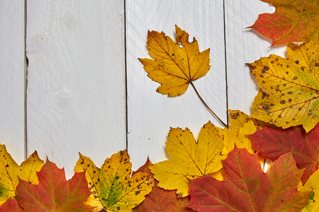 Colorful autumn leaves on a wooden boardの写真素材