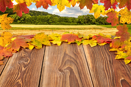 Colorful autumn leaves on a wooden boardの写真素材