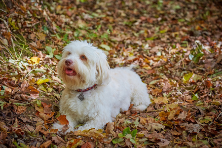White havanese dog taking a walk on the leash in an autumn forrest on a sunny day.の写真素材