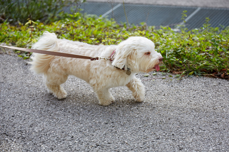 White havanese dog taking a walk on the leash in an autumn forrest on a sunny day.の写真素材
