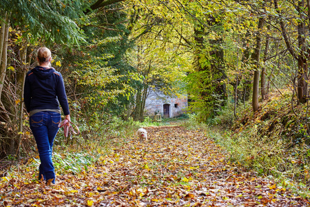 White havanese dog taking a walk on the leash in an autumn forrest on a sunny day.の写真素材
