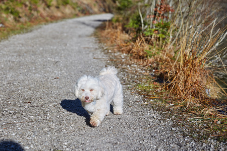 Havanese dog at lake Offensee on a sunny winter day in Salzkammergut, Austriaの写真素材