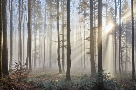 Sun rays shining through the trees of the forestの写真素材