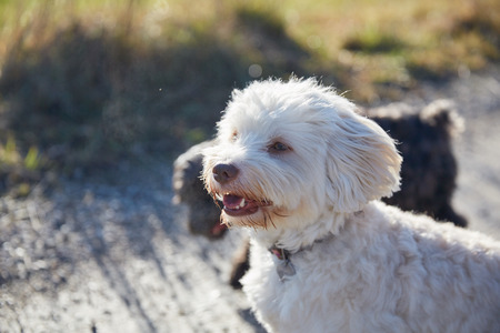Havanese dogs playing outdoor in the forest and meadows