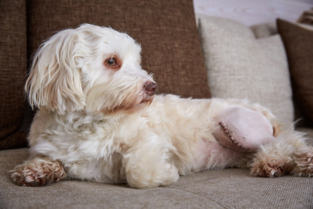 Havanese dog with a scar of a patellaluxation operation on the left kneeの写真素材