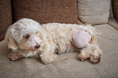 Havanese dog with a scar of a patellaluxation operation on the left knee