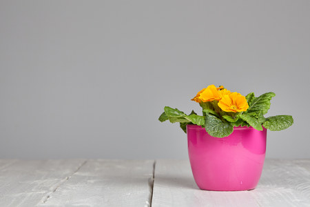Pink flower pot with yellow petunia blossom and green leaves on a white wooden table in front of a white wall as copyspace background.の写真素材