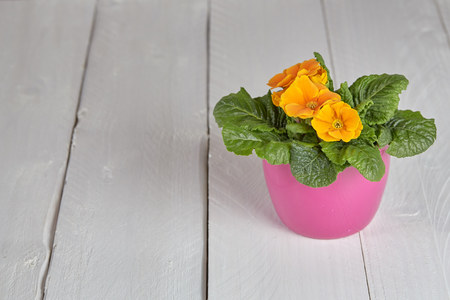 Gardener repot background with yellow petunia flowers and green leaves in a pink pot on a white wooden table for copyspaceの写真素材